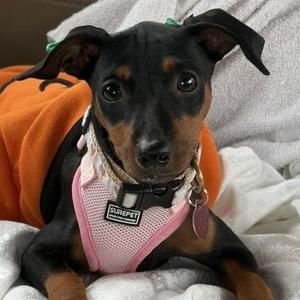 Holly, Miniature Pinscher, puppy, available for adoption