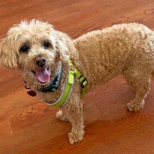 A fluffy, light brown dog wearing a green harness, standing on a wooden floor and looking up with its mouth open.