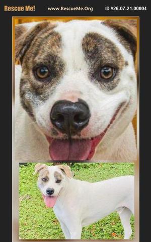 T-Boz, American Staffordshire Terrier / American Bulldog, young, available for adoption
