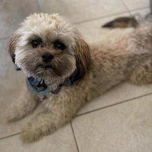 A small, fluffy dog with light brown fur and a blue bandana lying on a tiled floor.