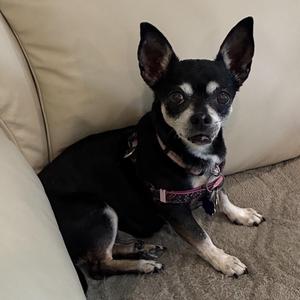 Minnie, Miniature Pinscher, senior, available for adoption