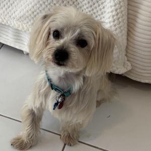 A small, fluffy white dog with long ears and a blue collar, sitting on a tiled floor.