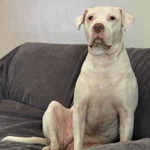 A white dog sitting on a gray couch.