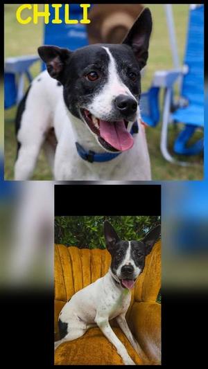 Chili, Terrier, young, available for adoption