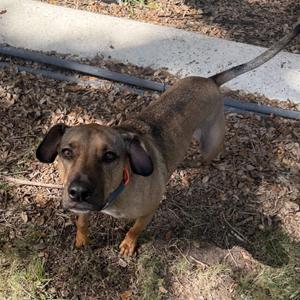 Lucky, Rhodesian Ridgeback, adult, available for adoption