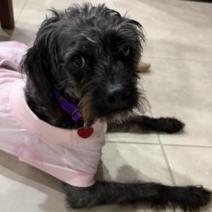 Oreo, Poodle / Boston Terrier, young, available for adoption