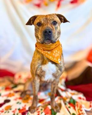 Sid, Mixed Breed, young, available for adoption