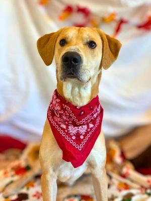 Cheddar, Labrador Retriever / Mixed Breed, young, available for adoption