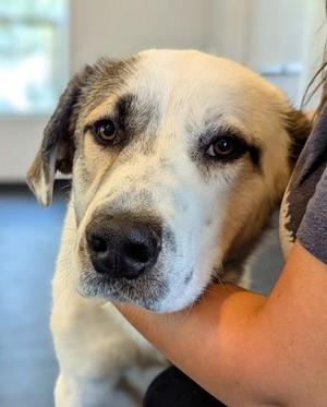 Roman, Great Pyrenees / Mixed Breed, young, available for adoption