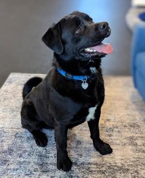 Otter, Labrador Retriever / Mixed Breed, young, available for adoption