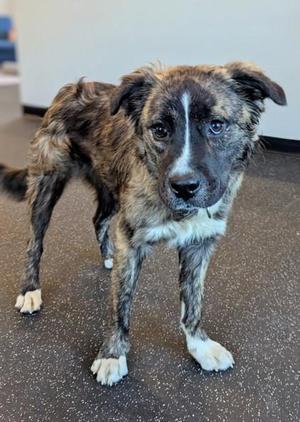 A brindle and white dog standing on a speckled floor, looking directly at the camera.