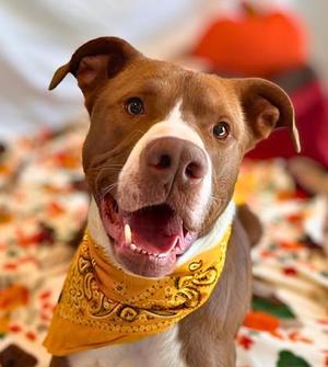 Mojo, Mixed Breed, young, available for adoption