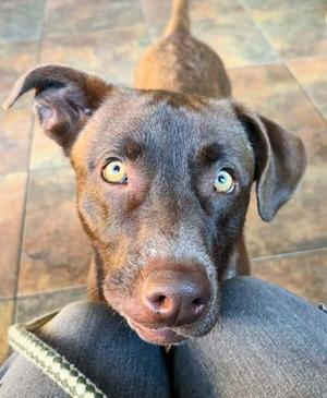 A close-up of a brown dog with striking blue eyes, looking up at the camera.