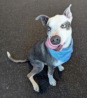 Kermit, Husky / Mixed Breed, young, available for adoption