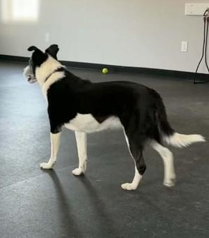 Birdie, Border Collie / Mixed Breed, adult, available for adoption