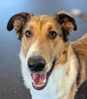 Jude, Collie / Mixed Breed, young, available for adoption