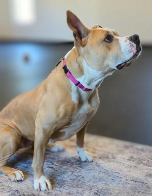 A brown and white dog with a pink collar sitting on a carpeted floor.
