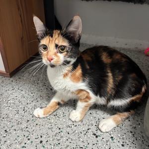 Dory, kitten, available for adoption
