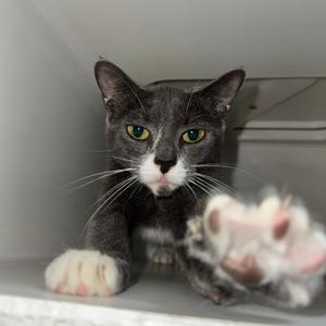 A gray cat with white paws and green eyes is reaching out with its paw towards the camera.