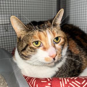 GiGi, adult, available for adoption