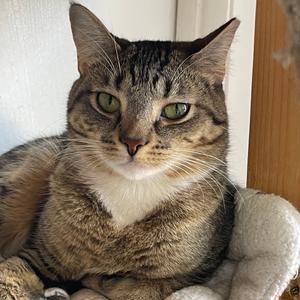 Daisy Mae, adult, available for adoption