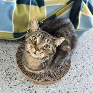 Augusta, adult, available for adoption