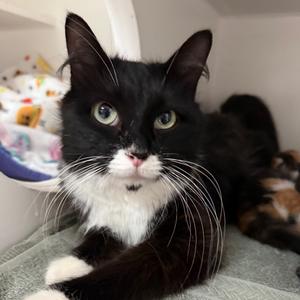 Cheerio, adult, available for adoption