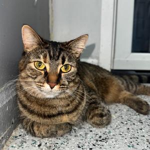 Clover, adult, available for adoption