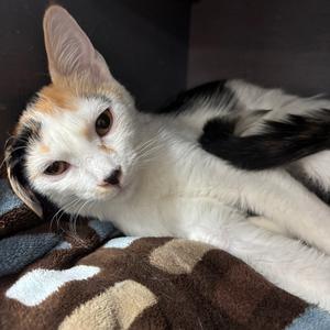 Angel, kitten, available for adoption
