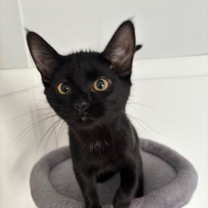 Coral, kitten, available for adoption