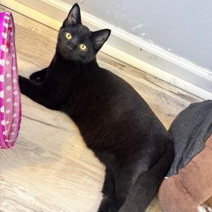 Glacier, available for adoption