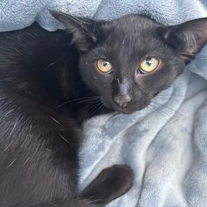Georgie, kitten, available for adoption
