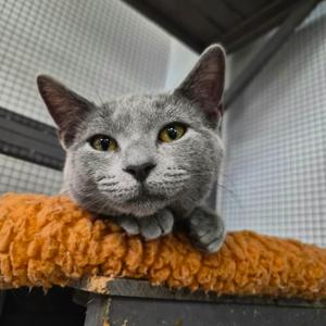 Anabella, available for adoption