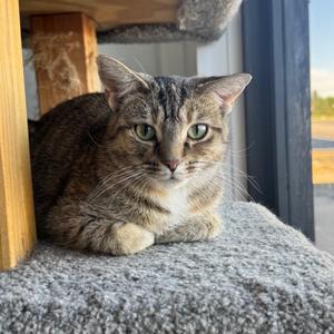 CeCe, adult, available for adoption