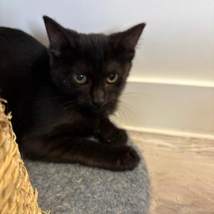 Fuego, kitten, available for adoption