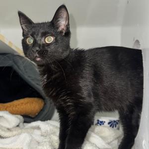 Autumn, available for adoption