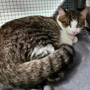 Archer, available for adoption