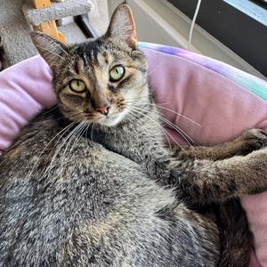 Amber, adult, available for adoption