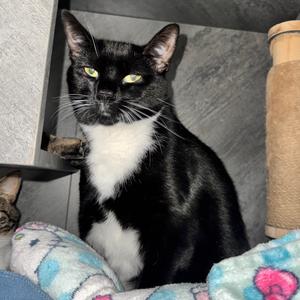 Fern, adult, available for adoption