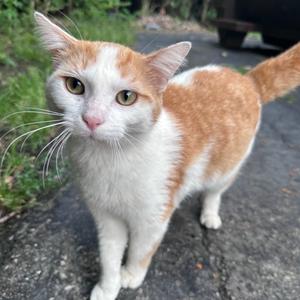 Finn, available for adoption