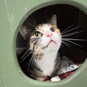 Dahlia, adult, available for adoption