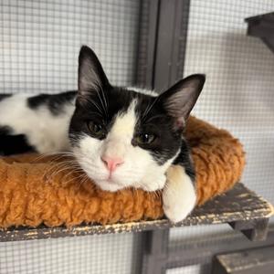 Feyre, available for adoption