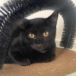 Franklin, kitten, available for adoption