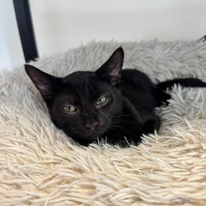 Boomer, kitten, available for adoption