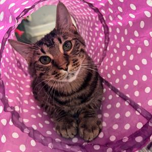 Fall, available for adoption
