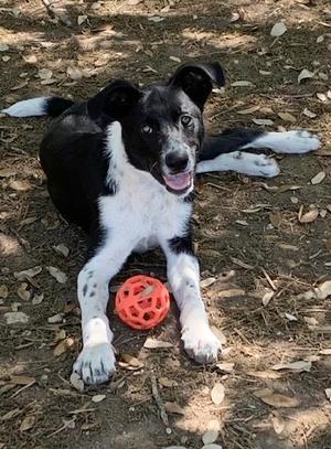 Reese, Border Collie / Labrador Retriever, young, available for adoption