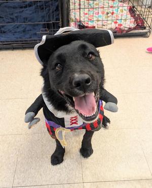 Lainey, Retriever, young, available for adoption