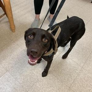 Bailee, Chocolate Labrador Retriever / German Shorthaired Pointer, puppy, available for adoption
