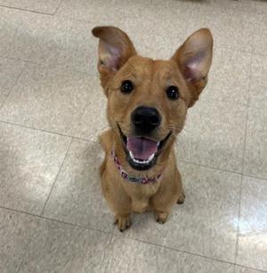 a brown dog with perked ears and a pink collar sitting on a tiled floor