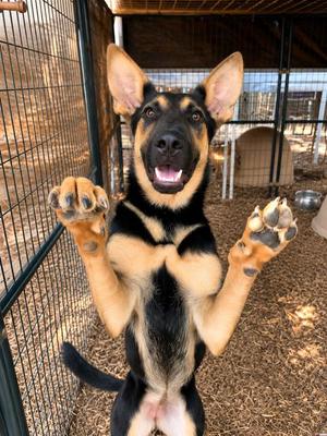 Batsy, Bubba, Bell, Black Labrador Retriever / Shepherd, puppy, available for adoption